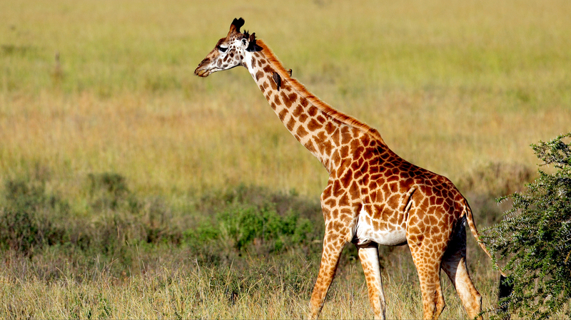 Garissa Community Giraffe Sanctuary